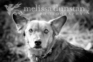Arizona Dog Pet Photography