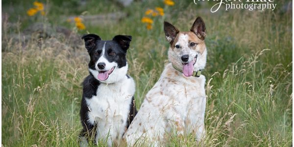 How to Prepare Your Dog for a Photo Session | Flagstaff Dog Photographer
