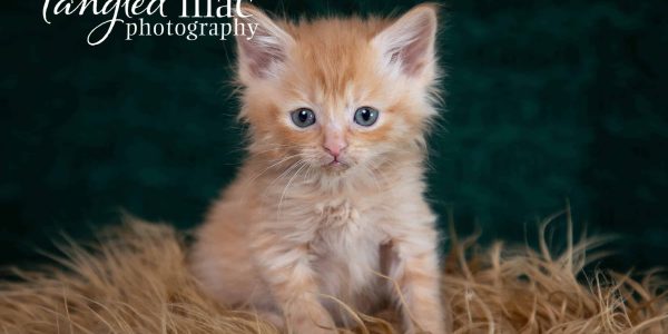 Capturing Holiday Joy: A Flagstaff Pet Photographer’s Day at Kingsmark Kennels’ Howliday Photos